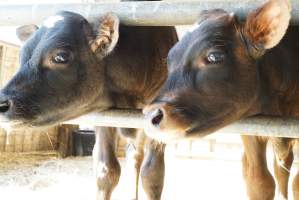 Dairy calf - Captured at VIC.