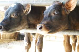 Dairy calf - Captured at VIC.