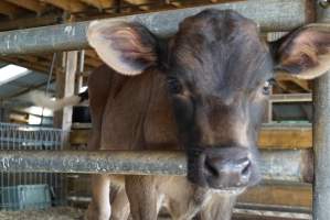 Dairy calf - Captured at VIC.