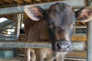 Dairy calf - Captured at VIC.