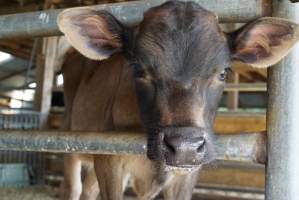 Dairy calf - Captured at VIC.