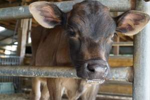 Dairy calf - Captured at VIC.