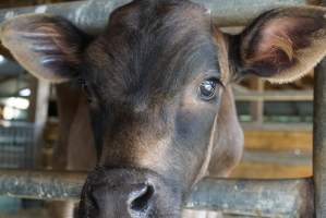 Dairy calf - Captured at VIC.