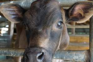 Dairy calf - Captured at VIC.