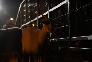 Goats in holding pens - Captured at VIC.