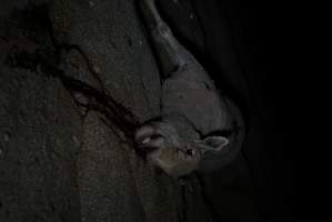 Dead sheep in slaughterhouse holding pens - Captured at VIC.