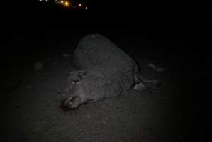 Dead sheep in slaughterhouse holding pens - Captured at VIC.