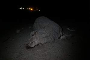 Dead sheep in slaughterhouse holding pens - Captured at VIC.