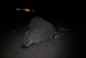 Dead sheep in slaughterhouse holding pens - Captured at VIC.