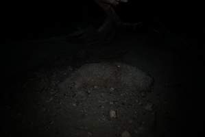 Dead sheep in slaughterhouse holding pens - Captured at VIC.