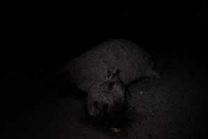 Dead sheep in slaughterhouse holding pens - Captured at VIC.