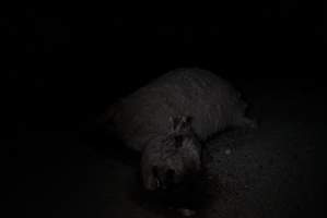 Dead sheep in slaughterhouse holding pens - Captured at VIC.