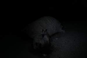 Dead sheep in slaughterhouse holding pens - Captured at VIC.