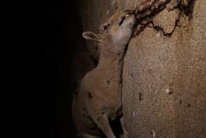 Dead sheep in slaughterhouse holding pens - Captured at VIC.