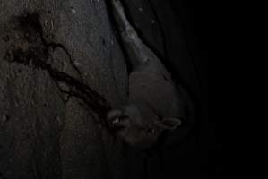 Dead sheep in slaughterhouse holding pens - Captured at VIC.