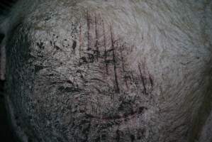 Sow with cuts from the ground