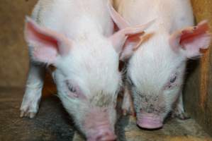 Piglets at pig farm