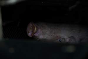 Sow at pig farm