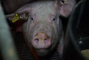 Sow at pig farm