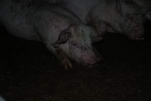 Weaner at pig farm