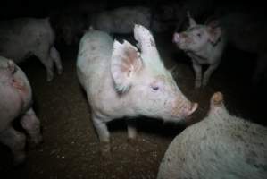 Weaner at pig farm