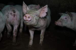 Weaner at pig farm