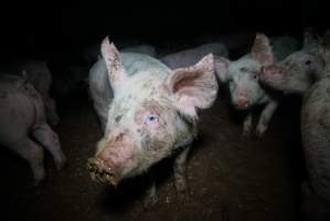Weaner at pig farm