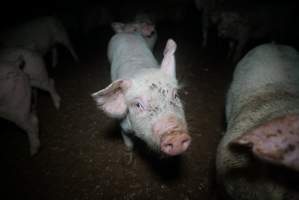 Weaner at pig farm