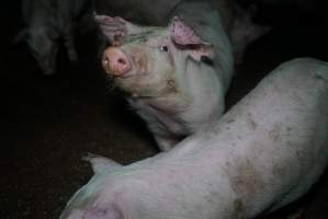 Weaner at pig farm