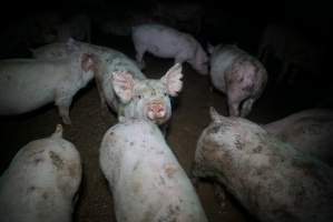 Weaner at pig farm