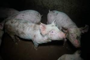 Weaner at pig farm