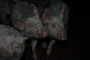 Weaner at pig farm