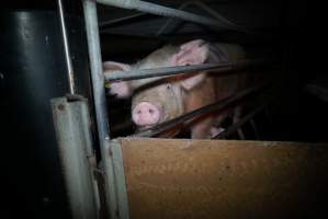 Sow at pig farm