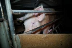 Sow at pig farm