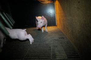 Piglet in farrowing pen