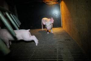 Piglet in farrowing pen