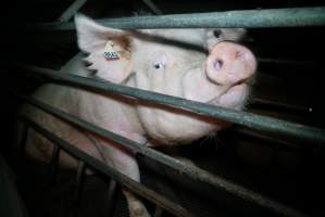 Sow in farrowing pen