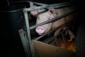 Sow in farrowing pen