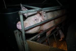 Sow in farrowing pen
