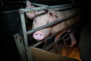 Sow in farrowing pen