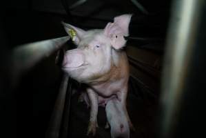 Sow in farrowing pen