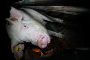 Sow in farrowing pen