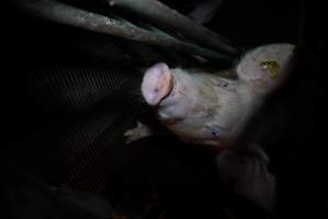 Sow in farrowing pen