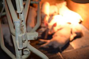 Piglets in farrowing crates