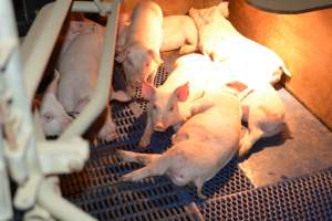 Piglets in farrowing crates