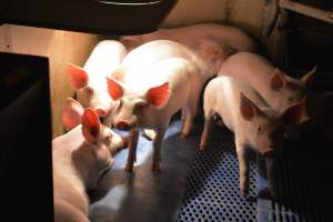 Piglets in farrowing crates
