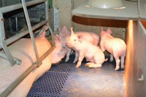 Piglets in farrowing crates