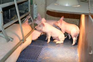 Piglets in farrowing crates