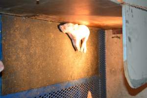 Dead piglet in farrowing crates