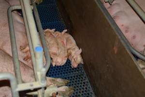 Piglets in farrowing crates